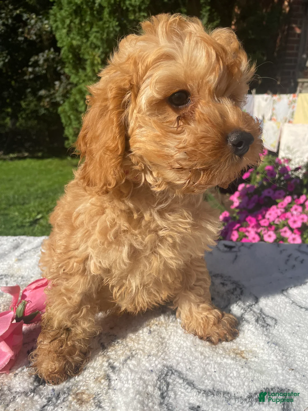 Cockapoo dogs for sale: Bentley - Ad 2