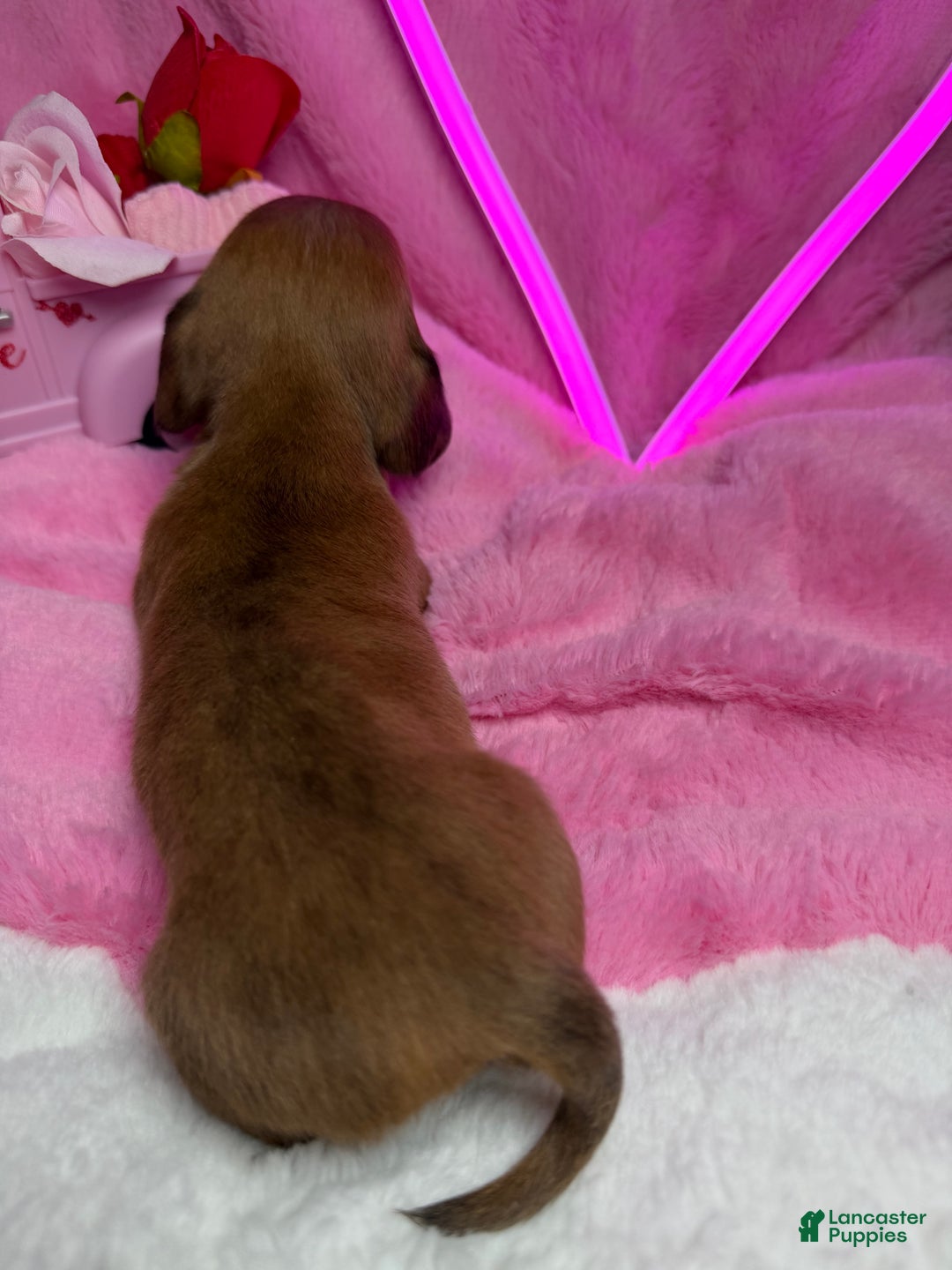Miniature Dachshund dogs for sale: Choco - Ad 2