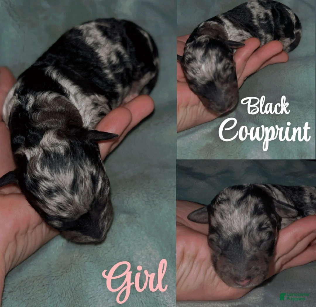 Labradoodle dogs for sale: Comet - Ad 6