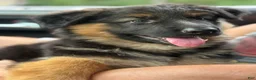 German Shepherd dogs for sale: Bear - Ad 4