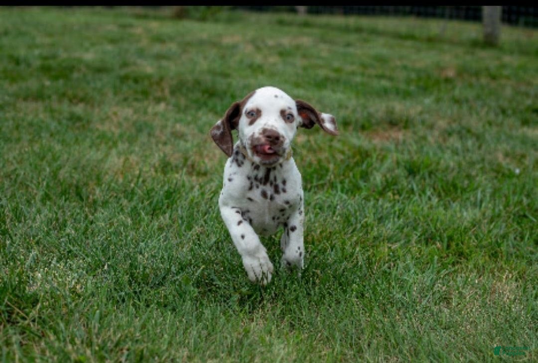 Dalmatian dogs Charlie - Ad 35