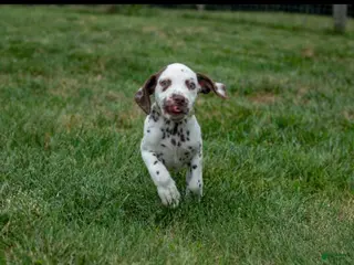 Dalmatian dogs Charlie - Ad 35