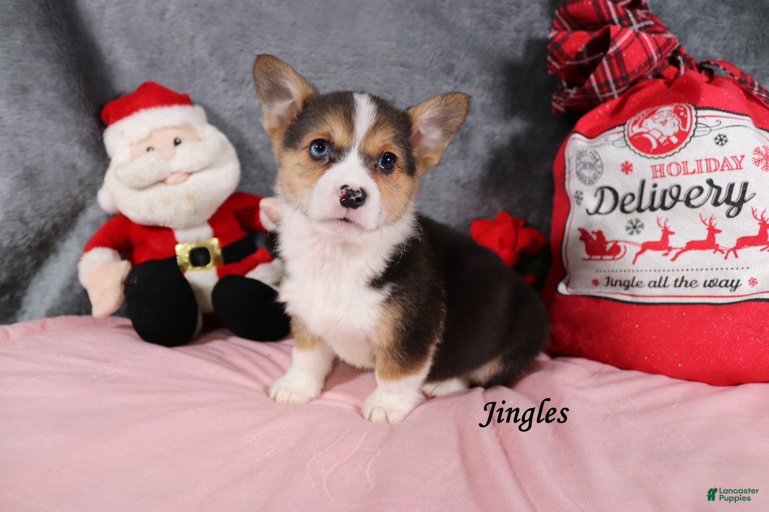 Welsh Corgi Pembroke dogs Jingles - Ad 6