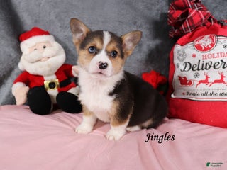 Welsh Corgi Pembroke dogs Jingles - Ad 18