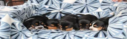 Basset Hound dogs for sale: Mr. Socks - Ad 6
