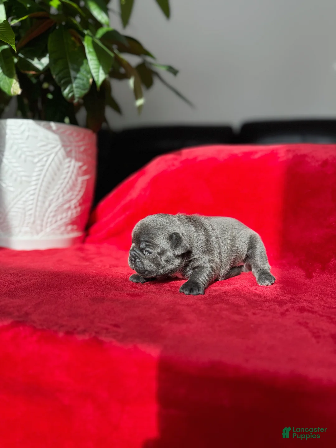 French Bulldog dogs for sale: SZA - Ad 3