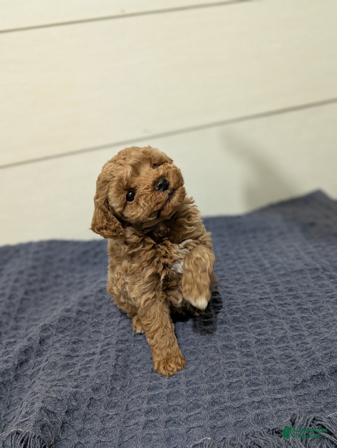 Toy Poodle dogs for sale: Peanut Butter  - Ad 2