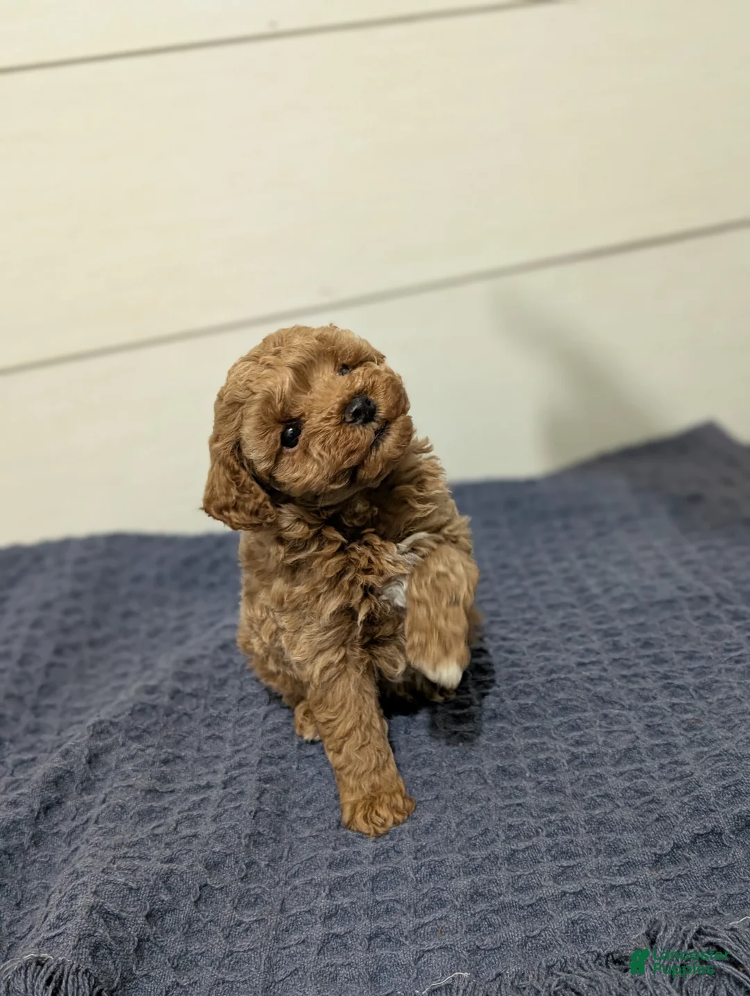 Toy Poodle dogs for sale: Peanut Butter  - Ad 7