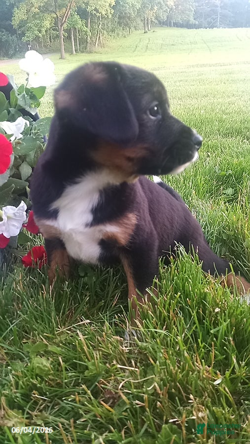 Mixed Breed dogs Sasha - Ad 2