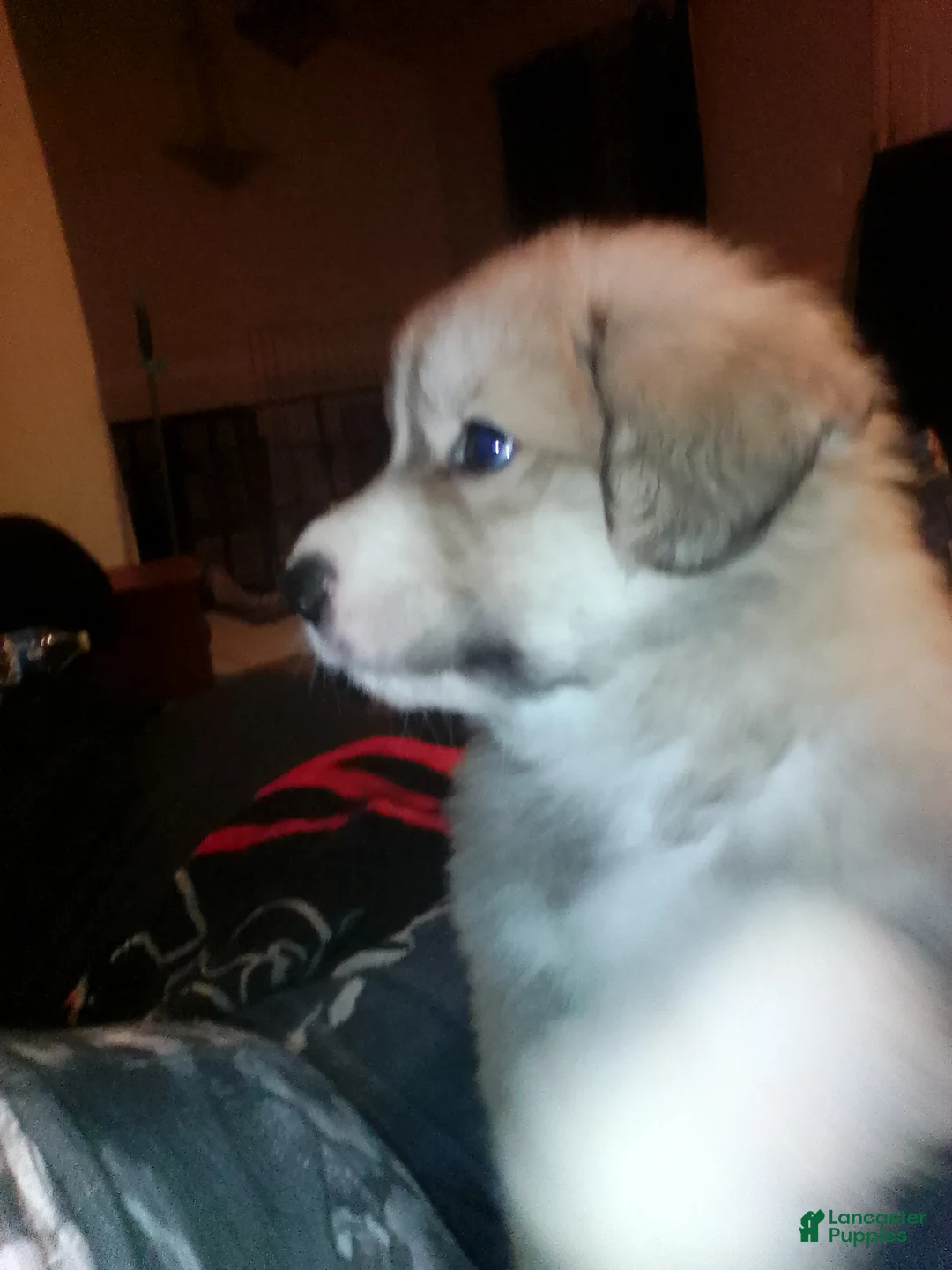 Mixed Breed dogs for sale: Rolly Polly Boy - Ad 9