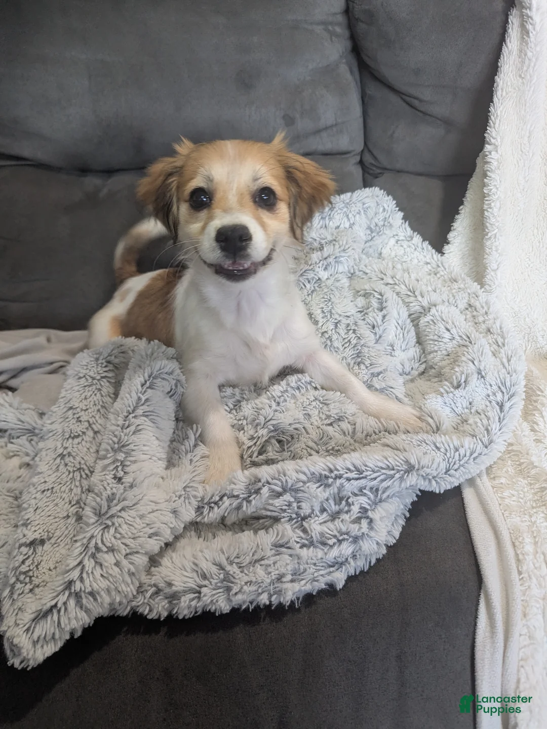 Havanese dogs for sale: Pebbles  - Ad 4