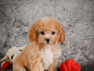 Bichpoo dogs for sale: Max - Ad 2