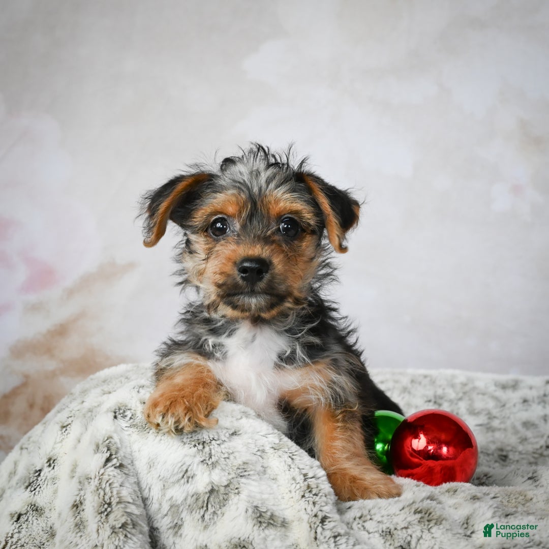 Yorkshire Terrier dogs for sale: Jerry - Ad 5