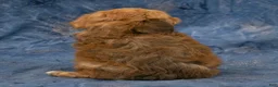 Havapoo dogs for sale: Rusty - Ad 6