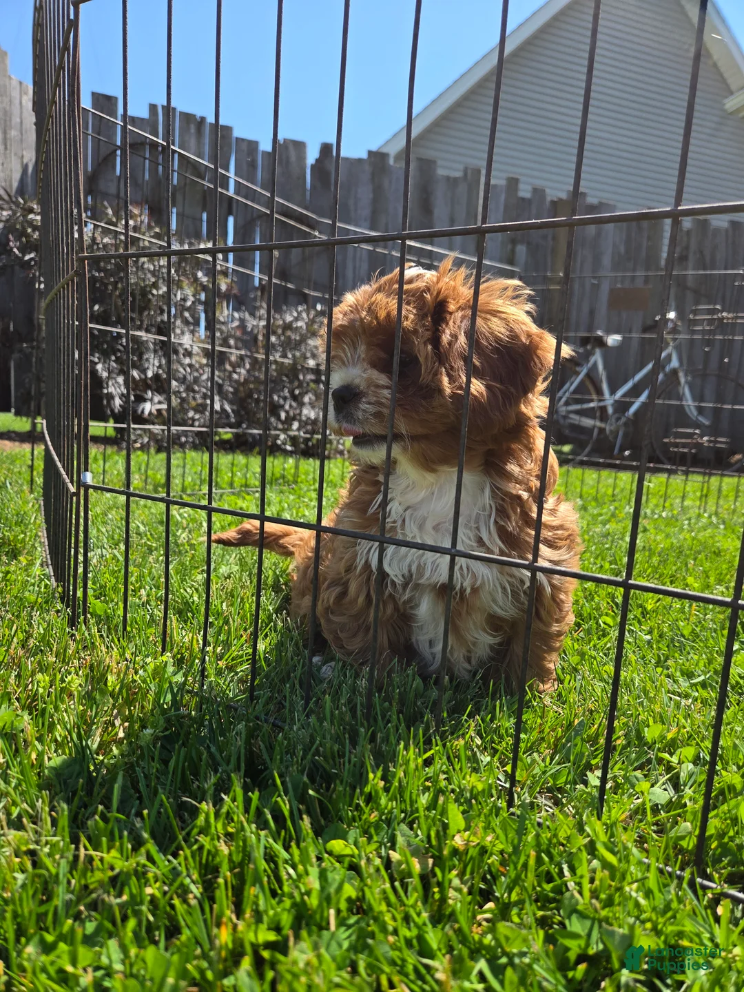 Cavapoo dogs for sale: Cavapoo Puppy 1 - Ad 2
