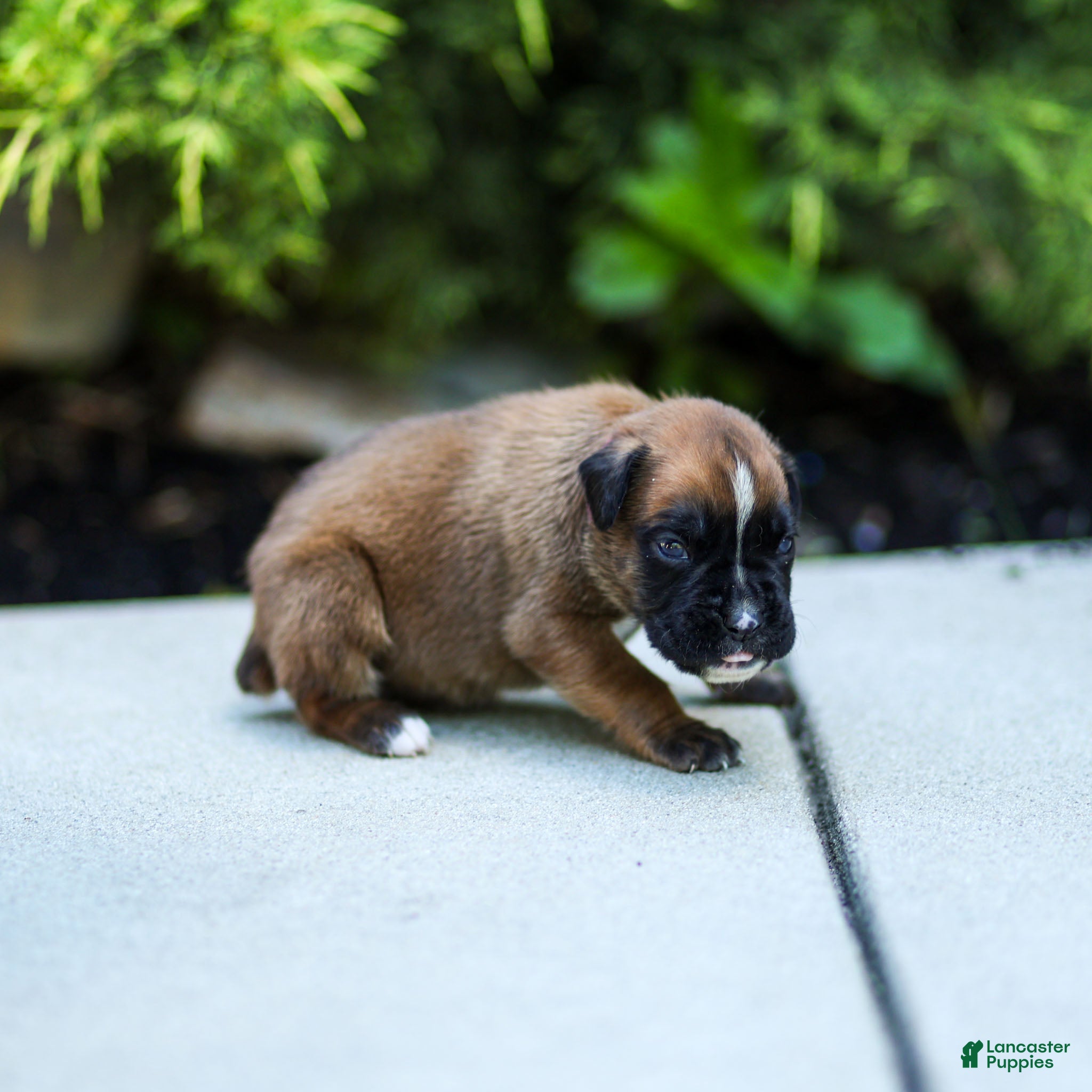 Boxer dogs Nicholas Boxer  - Ad 2
