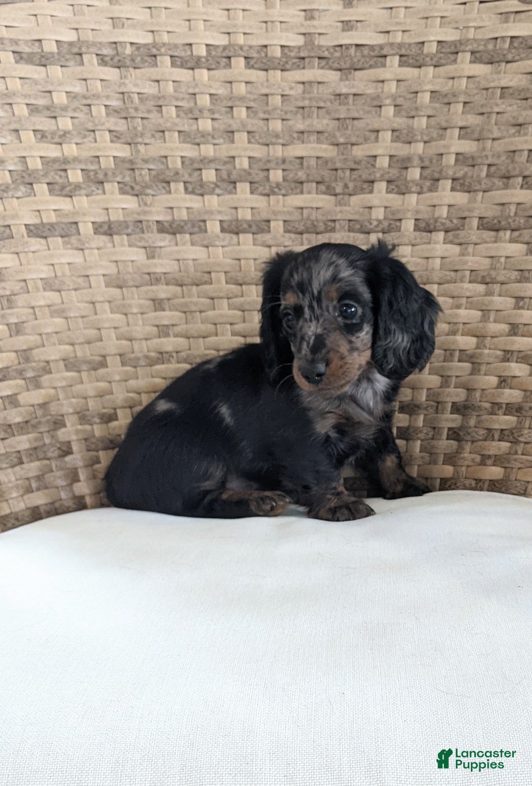 Miniature Dachshund dogs for sale: Jasmine  - Ad 8