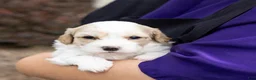 Cavachon dogs for sale: Latte - Ad 5