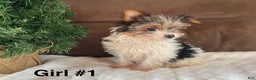 Yorkshire Terrier dogs for sale: Yorkshire Terrier Puppy 1 - Ad 2