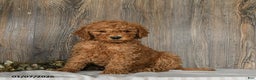 Goldendoodle dogs for sale: Emma - Ad 1