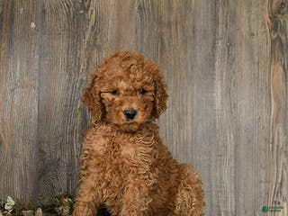 Goldendoodle dogs Emma - Ad 39