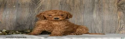 Goldendoodle dogs for sale: Emma - Ad 1