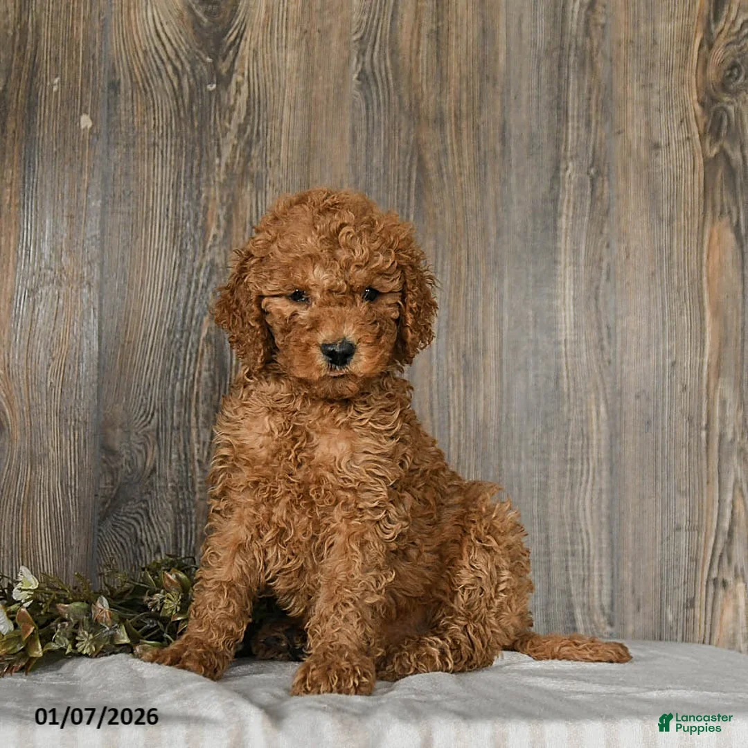Goldendoodle dogs for sale: Emma - Ad 1