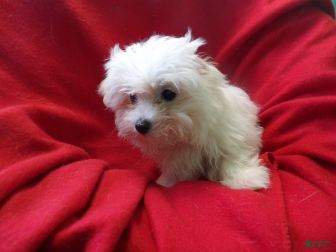 Maltese dogs for sale: Maltese Puppy 4 - Ad 5