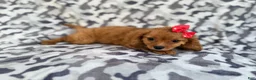 Cavapoo dogs for sale: Rissa - Ad 7