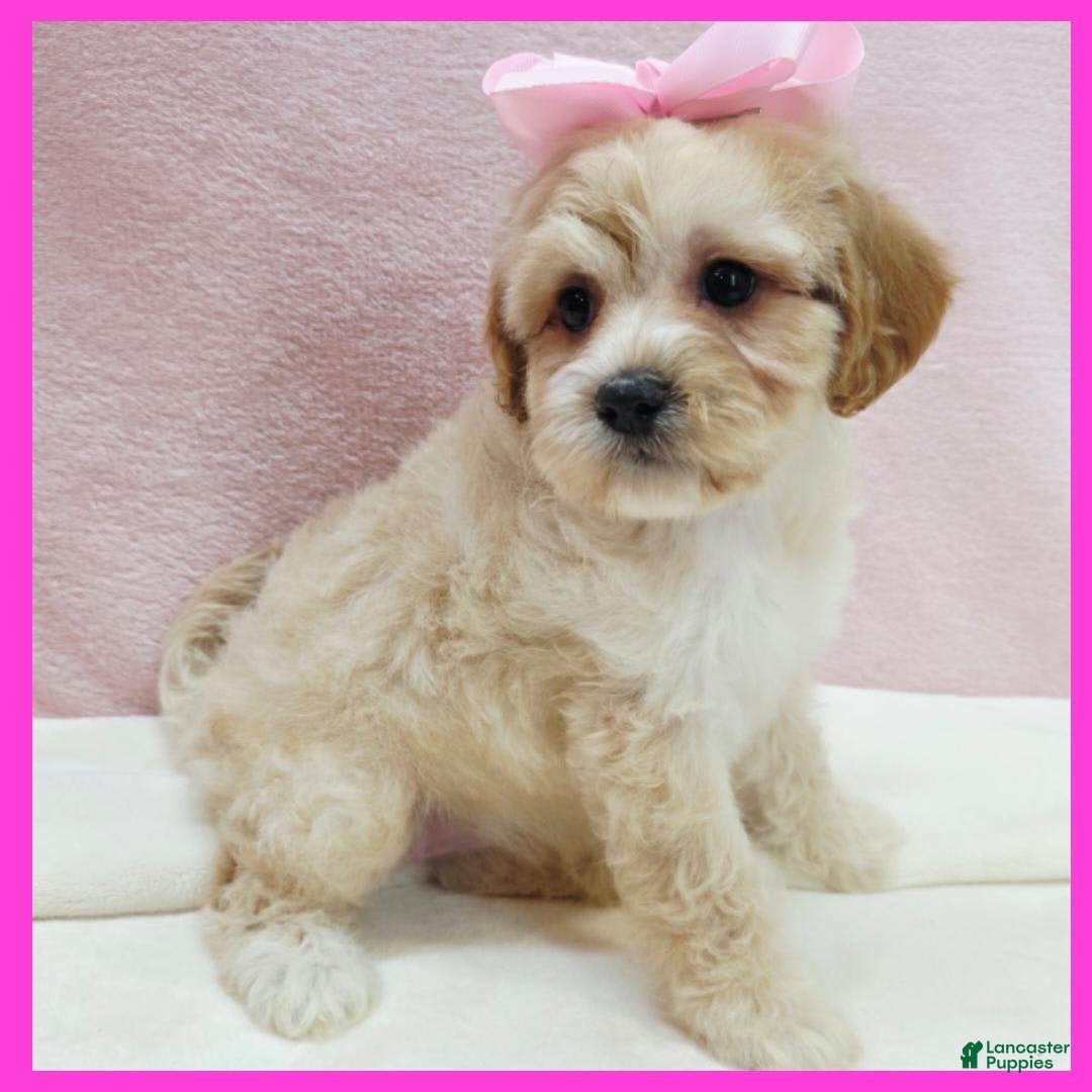 Maltipoo dogs Lucy - Ad 9