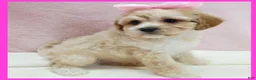 Maltipoo dogs for sale: Lucy - Ad 1
