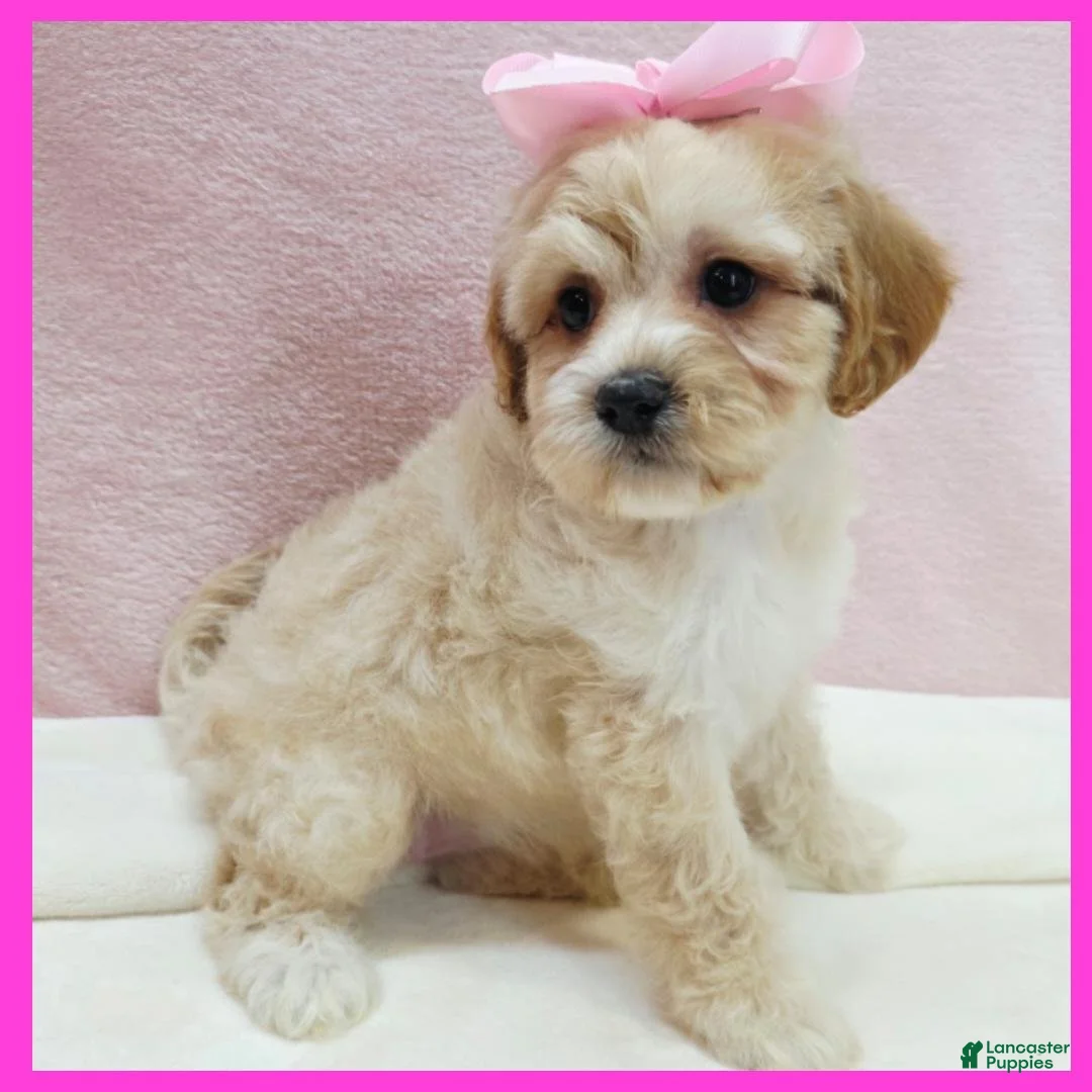 Maltipoo dogs for sale: Lucy - Ad 1