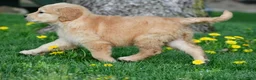 Golden Retriever dogs for sale: Max - Ad 7
