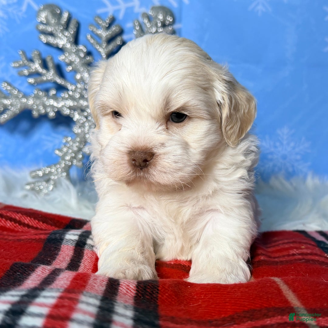 Teddy Bear dogs for sale: Hope - Ad 2