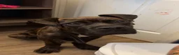 Cane Corso dogs for sale: Cane Corso 1 - Ad 4