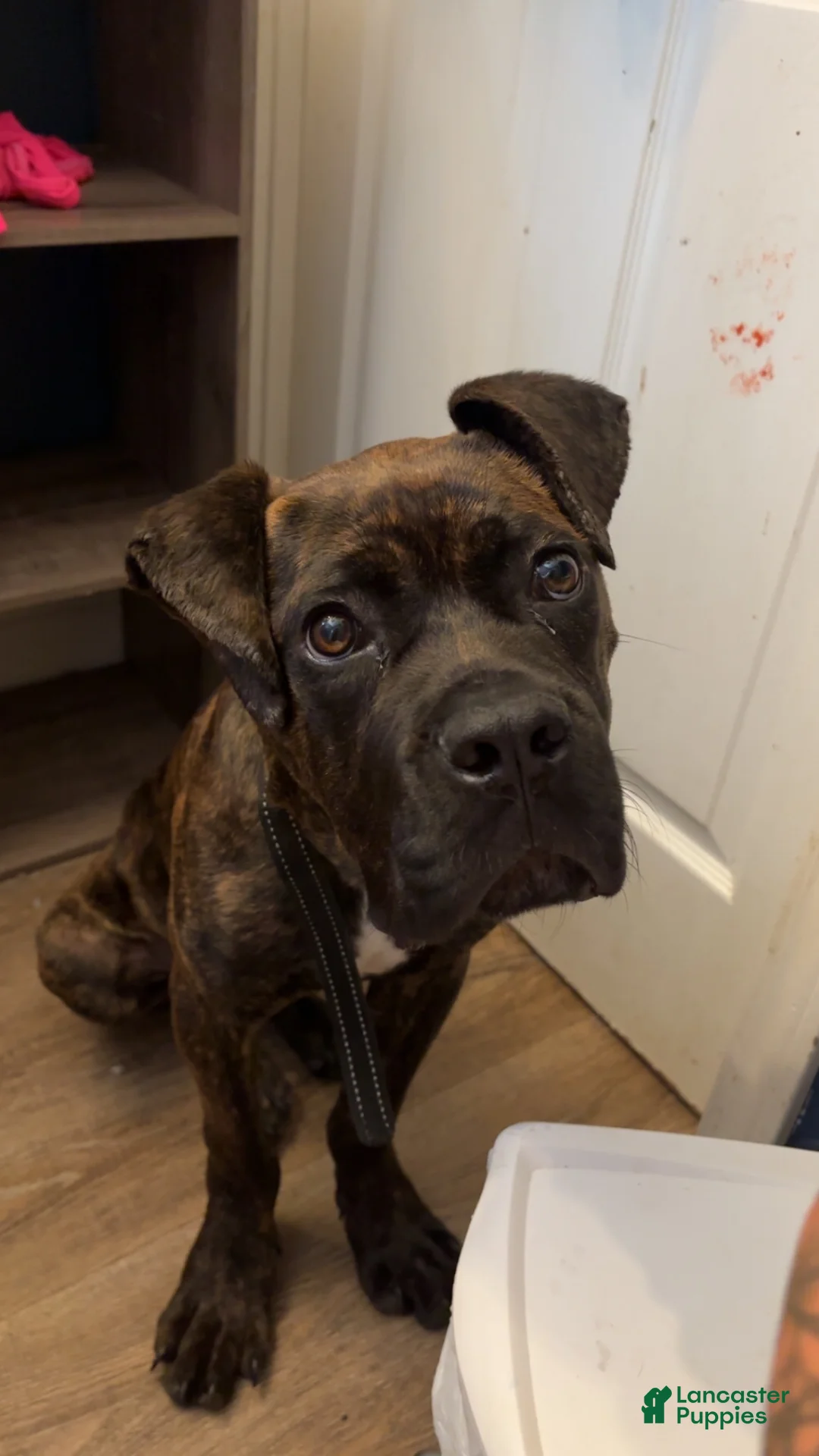 Cane Corso dogs for sale: Cane Corso 1 - Ad 4