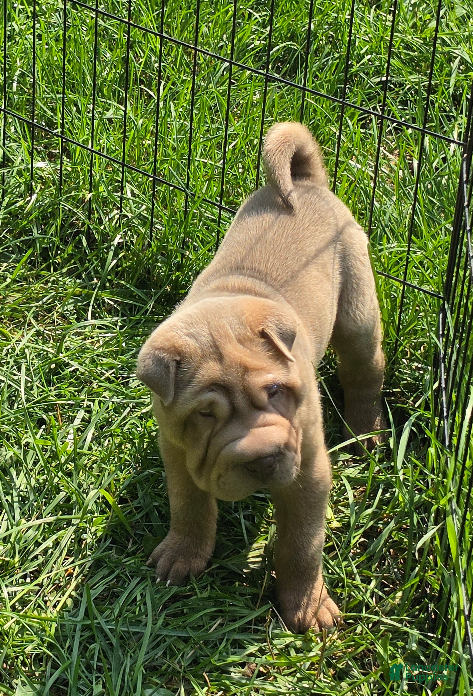 Shar Pei dogs Larry  - Ad 2