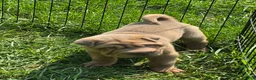 Shar Pei dogs for sale: Larry  - Ad 2