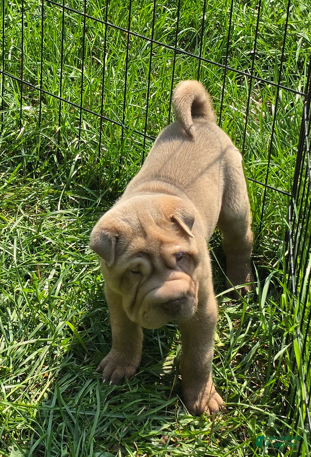 Shar Pei dogs for sale: Larry  - Ad 2