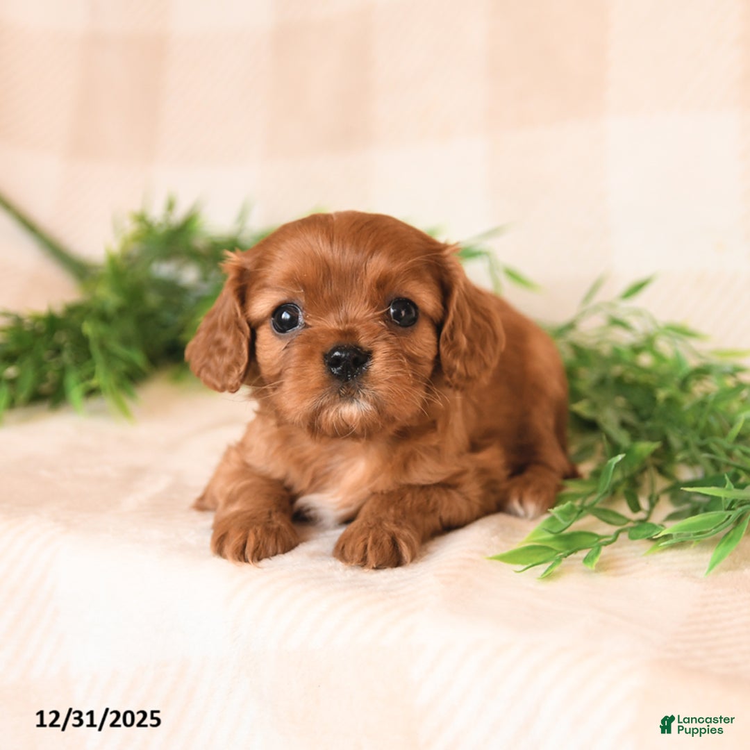 Cavalier King Charles Spaniel dogs for sale: Sailor - Ad 4