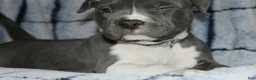American Bully dogs for sale: Liu Kang - Ad 4