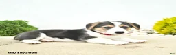 Welsh Corgi Pembroke dogs for sale: Bailey - Ad 5