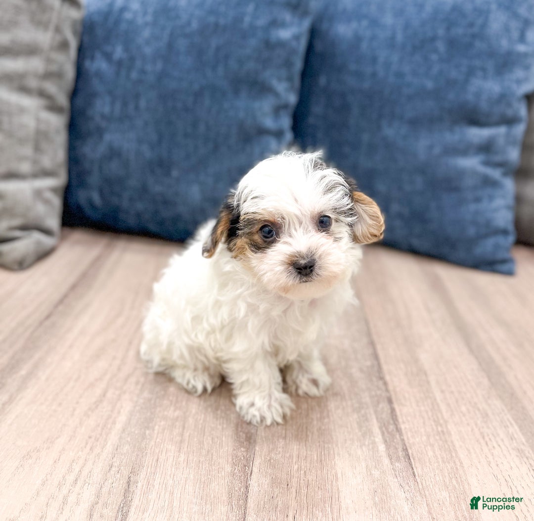 Yorkiepoo dogs for sale: Charlie - Ad 3
