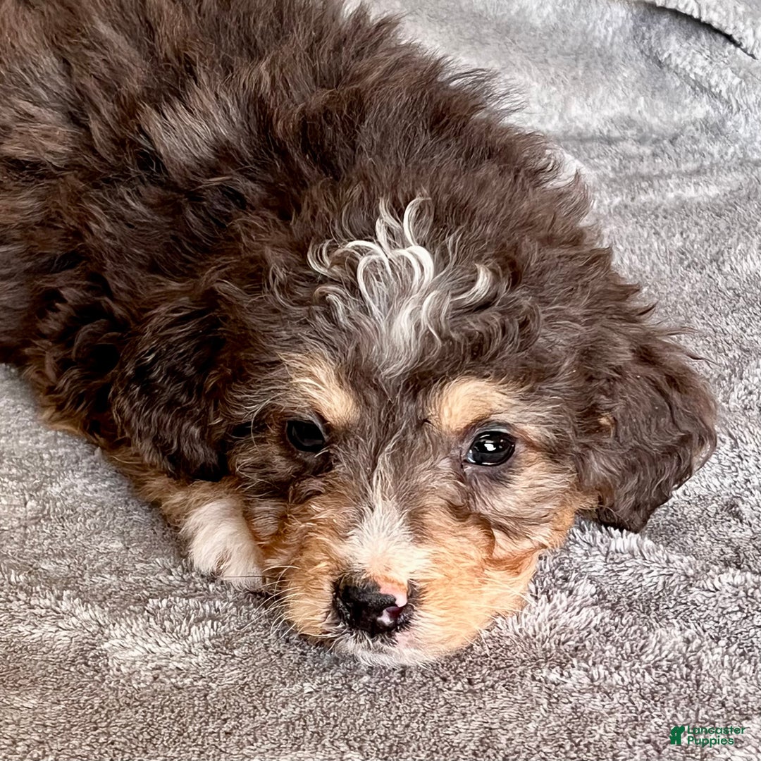Bernedoodle dogs for sale: Jetta - Ad 4