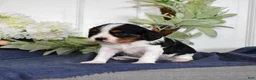 Cavalier King Charles Spaniel dogs for sale: Pretzel  - Ad 4