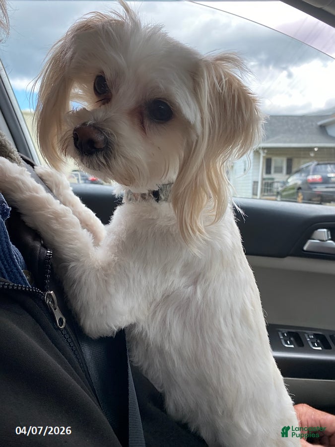 Malshi dogs Wayne - Ad 1