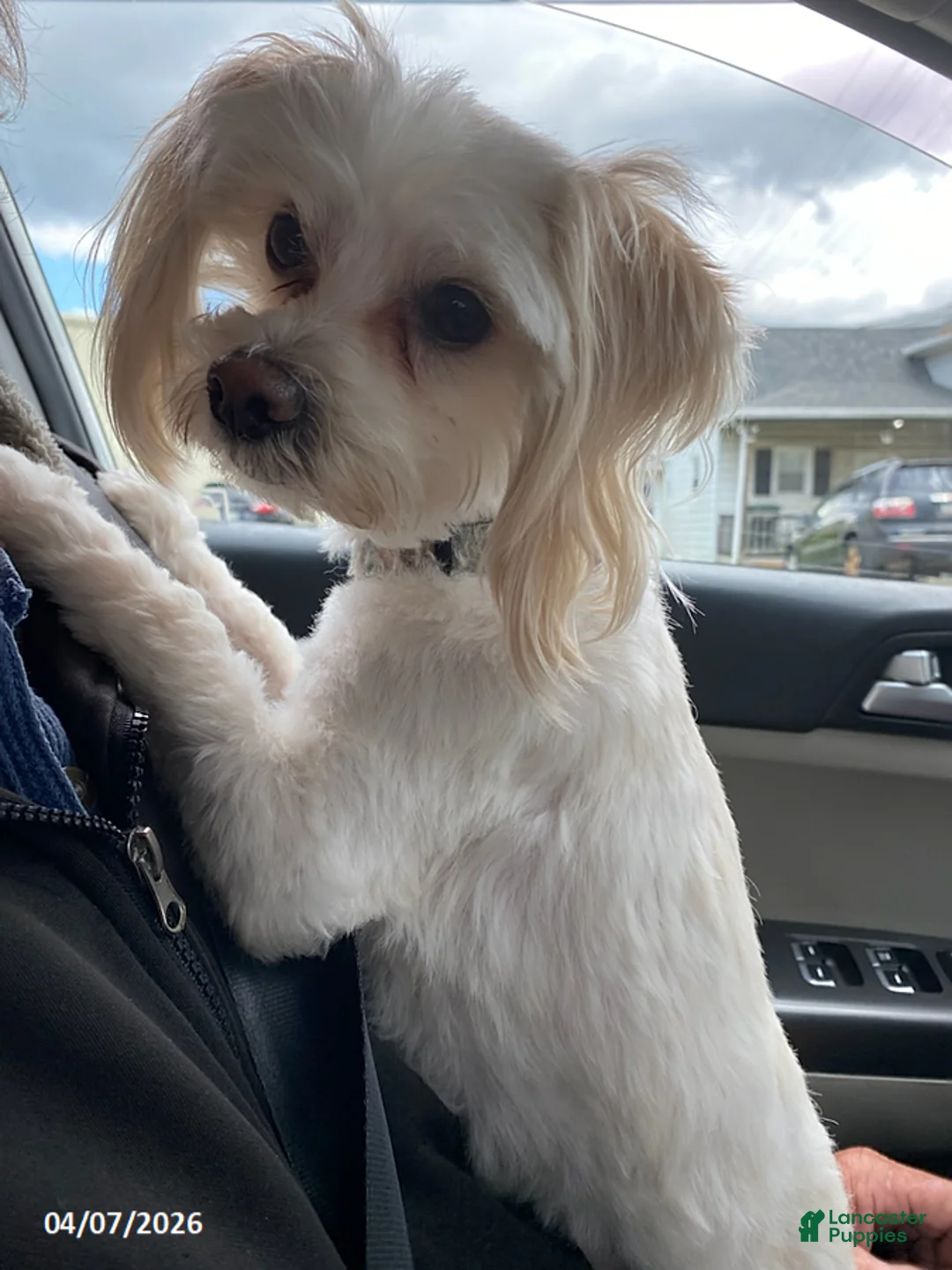 Malshi dogs for sale: Wayne - Ad 1