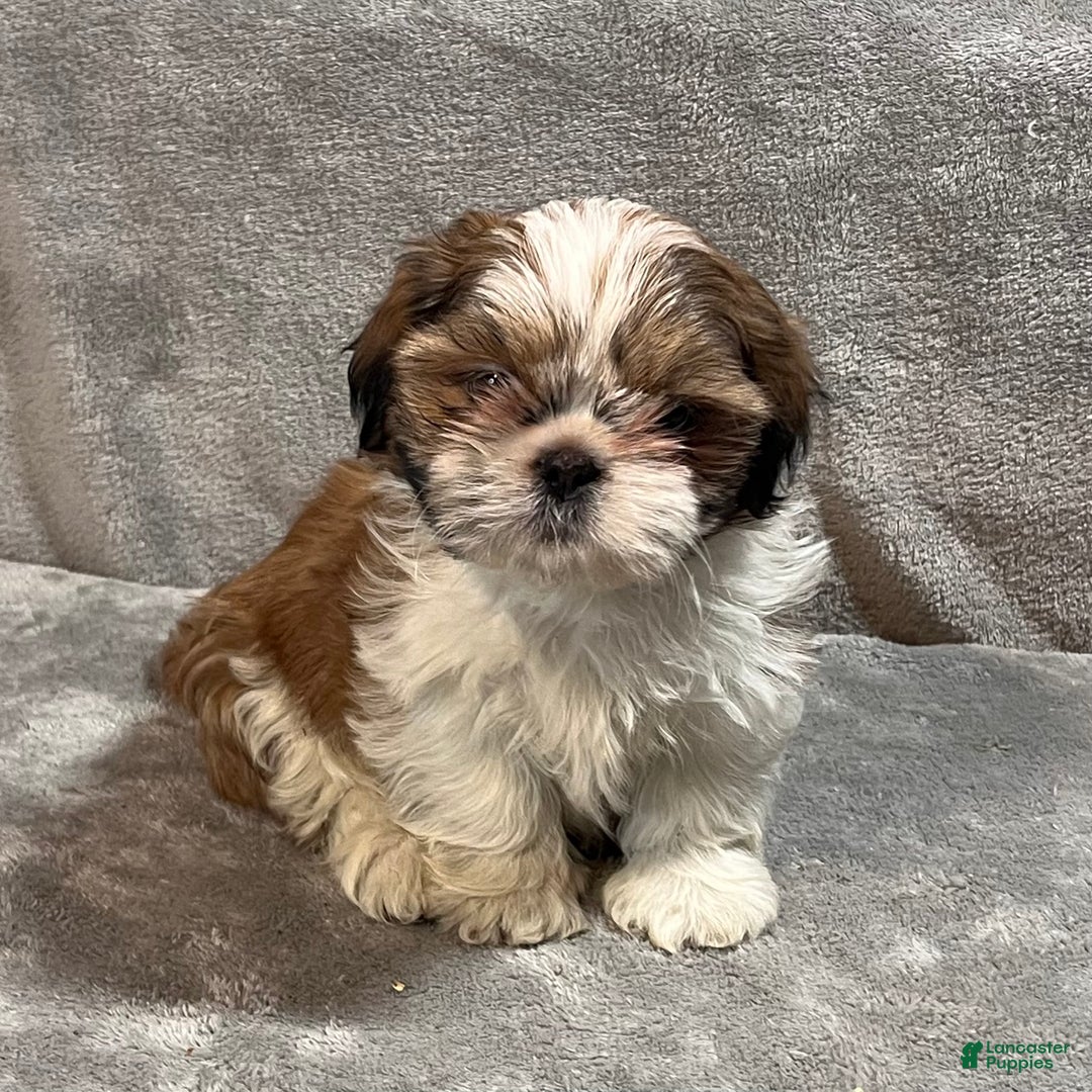 Shih Tzu dogs for sale: Harold - Ad 4