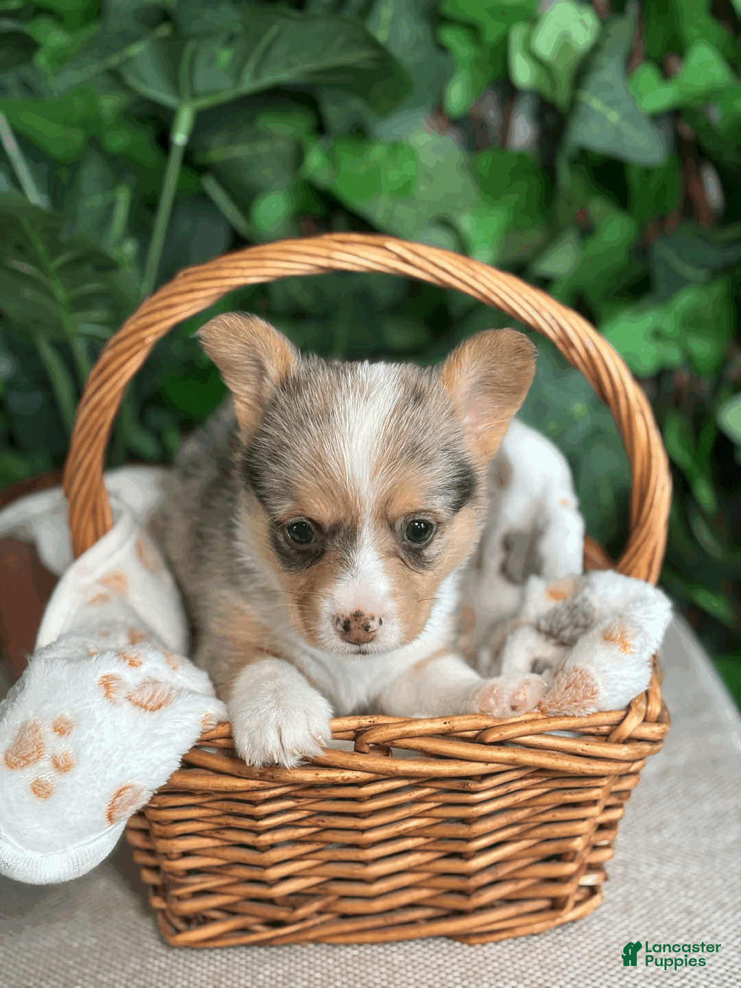 American Corgi dogs for sale: Merel Male - Michelangelo - Ad 1