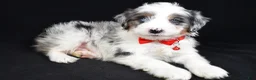 Mini Aussiedoodle dogs for sale: Seth - Ad 5